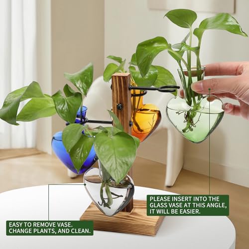 Plant Terrarium Propagation Stations with Wooden Stand - color: Color-02