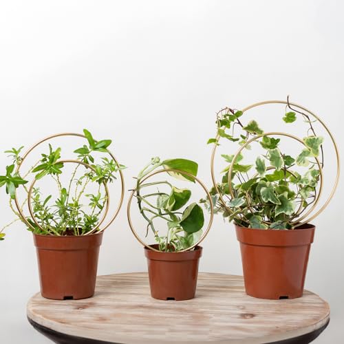 Mirthdino Hoya Trellis- Metal Plant Trellis Indoor 3-Pack for Climbing Plants - Gold Small Garden Trellis for Ivy and Flowers - Unique Patterns - Outdoor Potted Plant Support - color: Gold