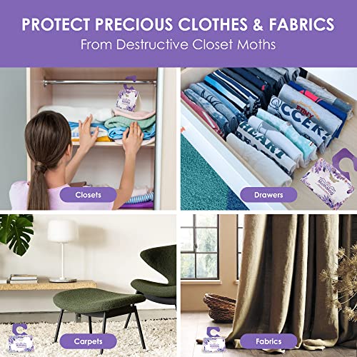 MothMag Clothes Moth Traps (6 Pack) – Pheromone Glue Traps for Wardrobes, Closets, Carpets & Fabrics – Trap for Wool, Cashmere & Silk - color: Purple