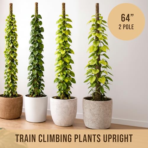 Craft911 Moss Pole Monstera Plant Support, 2 Pack 64" Bendable - size: 2-Pack (64 in)