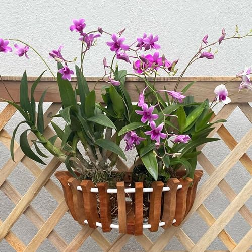 3 Wooden Orchid Wall Planters, Plant Baskets for Wall Mounting (Wall Baskets)