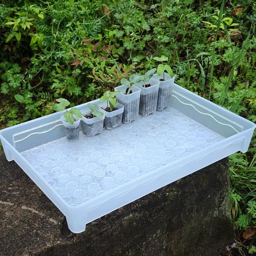 60 Pack 1.95 Inch Tiny Clear Plastic Square Nursery and Seedling Pot, Mini Deep Transplant Seed Starter Planter with Drain Hole for Germination, Herb, Succulent - color: Clear