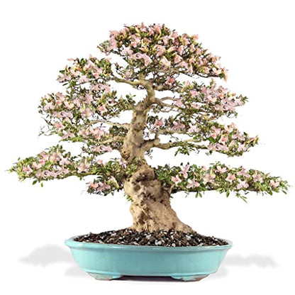 Premium Bonsai Soil All Purpose Fast Draining Mix - Pumice, Lava, Calcined Clay and Pine Bark Potting Pre Mixed Bonsai Plant Soil Mixture by GARDENERA - Made in USA - (5 Quart Bag) - color: Bonsai Soil, size: 5 Quart Bag