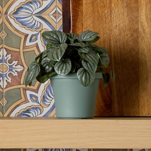 Bloem Terra 6" Plastic Planter, 0.5 Gallon, Basil, 10-Pack - color: Basil, size: 6" (Pack of 10)
