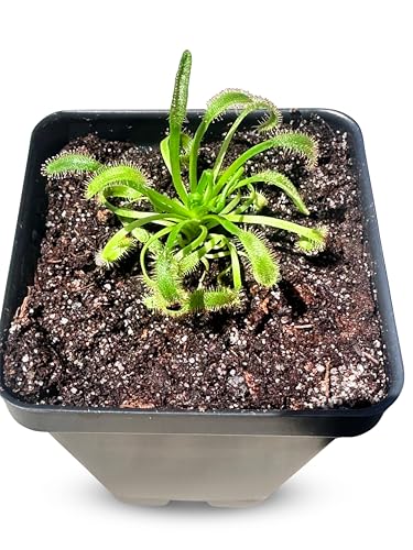 Cape Sundew (Drosera capensis) – Carnivorous Plant with Pot, Easy Indoor Grow Kit for Beginners & Nature Enthusiasts