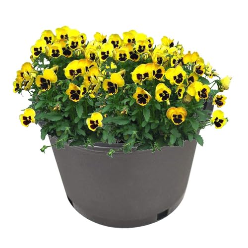 2 gallon Plant Nursery Pot 10-Pack 2 Gallon Short Plastic Garden Planter Pots Flower Seedling Injection Molded Container Seed Starting Pot Set for Indoor Outdoor Plants Seedlings Vegetables Black - size: Short 2 Gallon