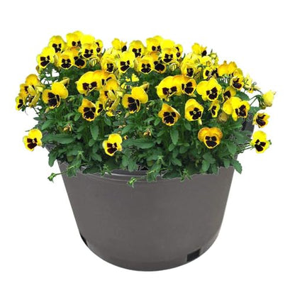 2 gallon Plant Nursery Pot 10-Pack 2 Gallon Short Plastic Garden Planter Pots Flower Seedling Injection Molded Container Seed Starting Pot Set for Indoor Outdoor Plants Seedlings Vegetables Black - size: Short 2 Gallon