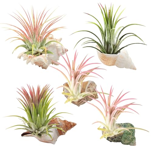 5 Pack Conch Sea Shell Air Plant Holder Natural Conch Plant Pots Holder Decorative Cute Tillandsia Succulent Display Container Table Centerpiece for Home Garden Decoration - color: Conch