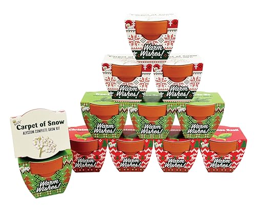 BUZZY Seeds Holiday Sweater Grow Kit 12-Pack, Terracotta Pots, Assorted - color: 12pk Daisy