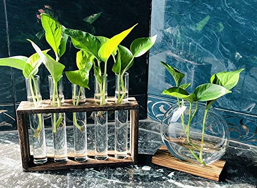 Wall Mounted Hanging Glass Test Tube Planter Propagation Station Glass Vase Rack with Wood Stand, Plant Terrarium Holder for Hydroponics Succulent Air Bamboo Plants with Test Tube
