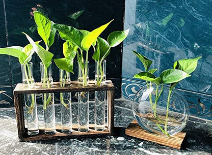 Wall Mounted Hanging Glass Test Tube Planter Propagation Station Glass Vase Rack with Wood Stand, Plant Terrarium Holder for Hydroponics Succulent Air Bamboo Plants with Test Tube