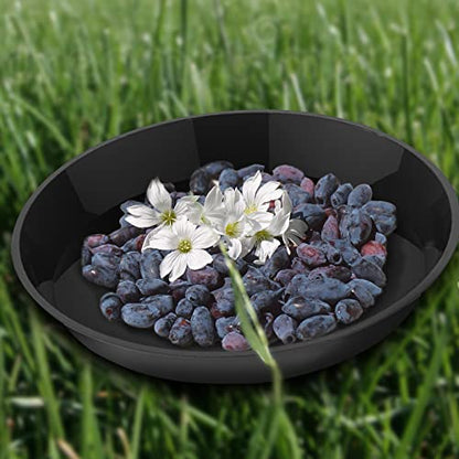 6 Pack Plant Saucer 4 6 8 10 12 14 16 18 20 22 Inch Plastic Plant Tray, Sturdy and Durable Flower Pot Container Accessories Plant Pot Saucers for Indoor and Outdoor (12 Inch, Black) - size: 12 Inch