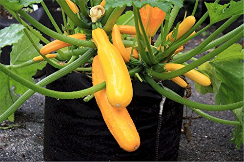 Smart Pots 500-Gallon Smart Pot Soft-Sided Container, Black - color: Black, size: 500-Gallon