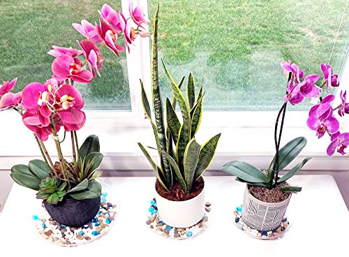 2 Pack of 10 inch Clear Round Plant Saucer, Thicker Plastic Tray for Indoor, Durable Flower Pot Planter Saucers with Multiple Support Footing Designed for Improved Airflow. - size: 10" - 2 Pack