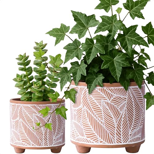 D'vine Dev 2-Pack Terracotta Pots, 4/6 in, Sahara Fern, 31-953-H-1 - style: Sahara Fern
