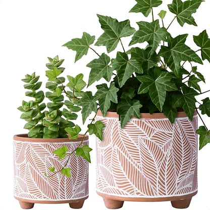 D'vine Dev 2-Pack Terracotta Pots, 4/6 in, Sahara Fern, 31-953-H-1 - style: Sahara Fern