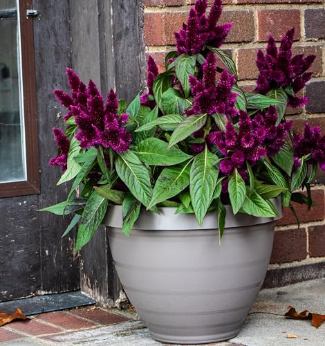The HC Companies Rings Flower Planter - Self Watering Plant Pots for Herbs & More - Round Lightweight Outdoor & Indoor Planter (10" Gray, Pack of 2) - color: Gray, size: 10" (Pack of 2)