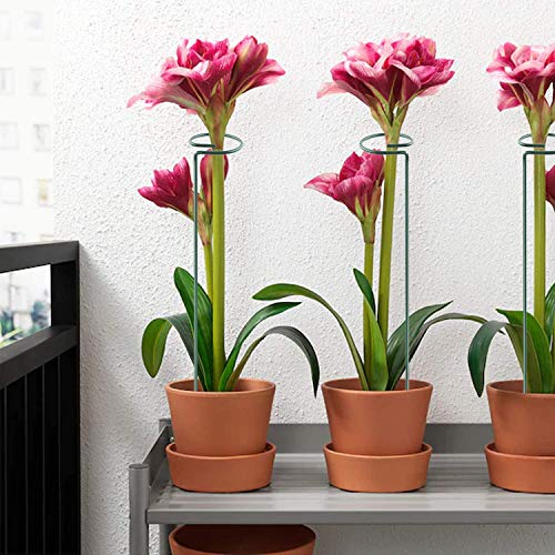 HiGift 5 Pack Plant Support Stakes, Garden Single Stem Flower Support Stick Metal Amaryllis Plant Cage Support Rings with 10pcs Plant Clips for Orchid Lily Peony Rose Stem (40 cm/16 inch Long) - size: 16 Inch-5 Pack