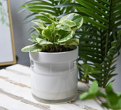 Phoenix Vine 6 Inch Self Watering Planter, White Terracotta Clay Pot with Glass Reservoir for Indoor Plants, Herbs, Flowers, Set of 1, 52-B-F-1 - color: White, size: 6" (1 Pack)