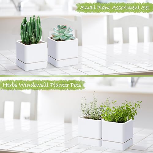 D'vine Dev 2-Pack Plastic Herb Planter Pots, 4 in, White, 76-Y-A2-1 - color: White, size: 8 Inch x 4.5 Inch