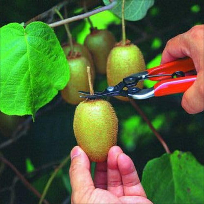 ARS HP-310 Curved Blade Fruit Pruner