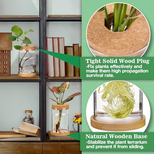 Biggun 2 Pcs Glass Plants Propagation Stations for Home Office Decor