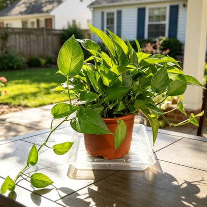 6 Pack 6 Inch Square Plant Saucer Heavy Duty, Plastic Drip Tray for Windowsill & Flower Pots, Clear - color: Clear, size: 6" - 6 Pack