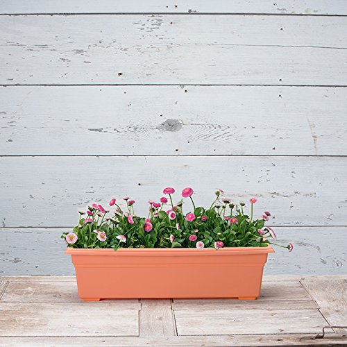 Root & Vessel 16245 Countryside Flower Box, 24-Inch, Terracotta - color: Terracotta, size: 24 Inch