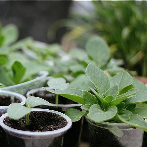 OUPSAUI 36 Pack 7/6/5/3.5 Inch Clear Nursery Pots with Drainage, Clear Pots for Plants, Flexible Plastic Seed Starting Pot