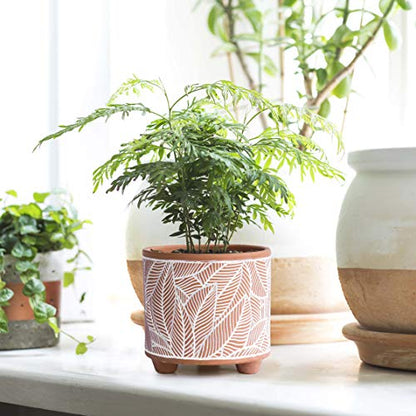 D'vine Dev 2-Pack Terracotta Pots, 4/6 in, Sahara Fern, 31-953-H-1 - style: Sahara Fern