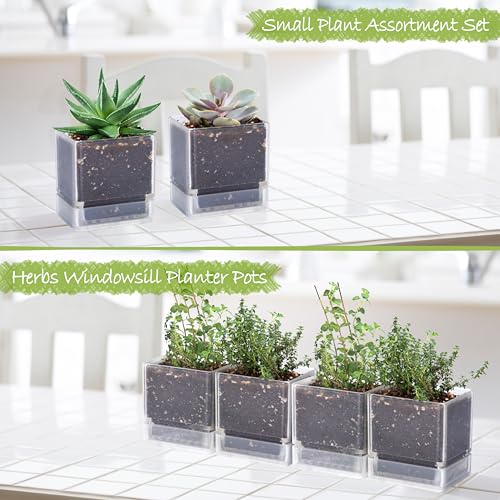 D'vine Dev 4-Pack Acrylic Herb Planter Pots, 4 in, Clear, 76-Y-D-1 - color: Clear, size: 16 Inch x 4.5 Inch