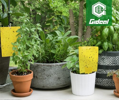 Gideal 20-Pack Dual-Sided Yellow Sticky Traps for Flying Plant Insect Such as Fungus Gnats, Whiteflies, Aphids, Leafminers,Thrips - (6x8 Inches, Included 20pcs Twist Ties) - size: 20-Pack