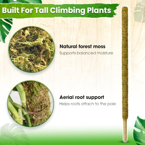 DUSPRO 59" Natural Large Moss Pole for Big & Mature Plants, (1pc., 59'') - size: 59" NATURAL MOSS POLE for BIG PLANTS