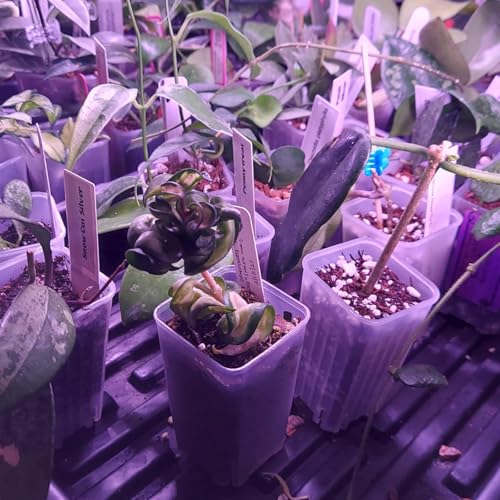 50 Pack 2'' Square Clear Nursery Pots, Mini Transparent Planter - size: 2 Inch