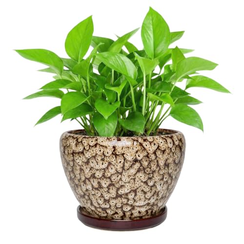 8.7 Inch Ceramic Planter with Saucer, Round Plant Pot for Indoor Outdoor Plants (Speckled White) - color: Speckled White, size: 8.7 Inch