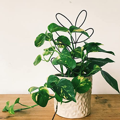 2Pack Indoor Plant Trellis Metal Wire Garden Trellis ，Small Climbing Leaf Shape Trellis for Garden Potted Plant Houseplant(Blackish) - color: Blackish