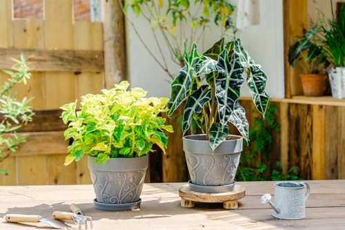 Melphoe Plant Pots Indoor with Drainage & Saucer, 2Pack 7 inch Flower Pots Outdoor Planters for Indoor Plants Garden Home Decor Cactus Succulent, Rigid Plastic (Imitation-Terracotta) Vine-Embossed - color: Cement Grey Color, size: 7 inch