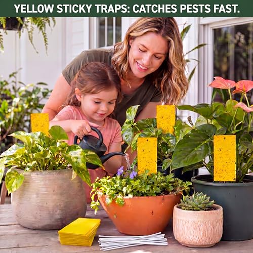 Qualirey 300 Pcs Yellow Sticky Traps for Gnats, 7.87 x 3.9 Inch - color: Yellow, size: 7.8 x 3.9 Inch