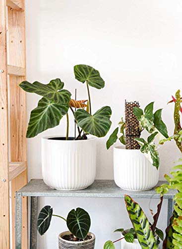 LE TAUCI Ceramic Planters, 8.3/7/6 Inch Indoor Pots for Plants with Drainage Holes & Mesh, Modern Matte Glaze Cylinder Fluted Plant Pot for Snake Plant, Set of 3, White - color: White