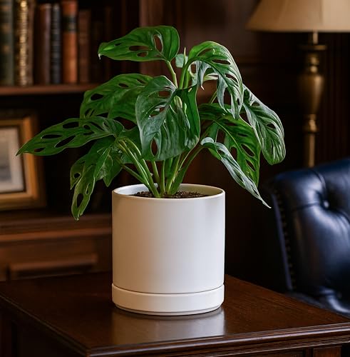 D'vine Dev 2-Pack Ceramic Pots with Saucers, White, 6.5 in, 94-V-C-1 - color: White, size: 6 Inch