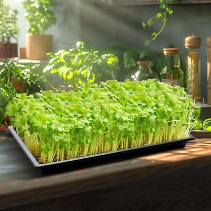RooTrimmer 20 Pack Shallow 1020 Trays No Holes, Heavy Duty Reusable Seed Starter Flat Seedling Tray for 72/128 Cell Plug Tray, Transplant, Microgreen & Seed Germination (21"×11", 1.6" Deep, TD538) - size: TD538-20P-Black