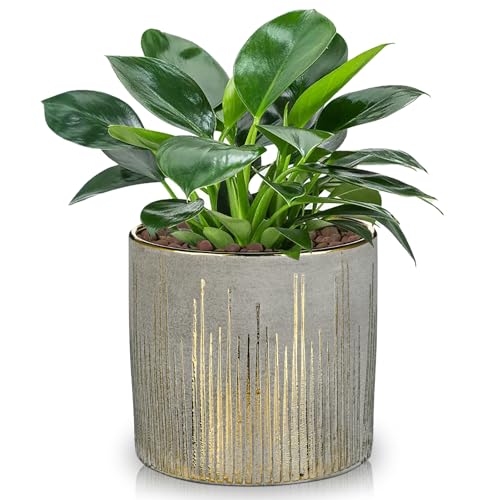 Oairse Small Ceramic Pot for Indoor Plants, 5.3 inch Plant Pot with Drainage Hole Decorative Texture Gold Planter Indoor Outdoor Flower Pots for Succulent Snake Plant Pothos Orchid - color: Natural Grey & Gold