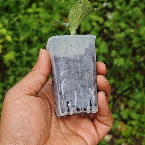 60 Pack 1.95 Inch Tiny Clear Plastic Square Nursery and Seedling Pot, Mini Deep Transplant Seed Starter Planter with Drain Hole for Germination, Herb, Succulent - color: Clear