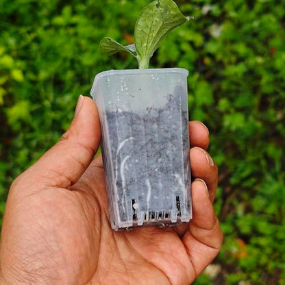 60 Pack 1.95 Inch Tiny Clear Plastic Square Nursery and Seedling Pot, Mini Deep Transplant Seed Starter Planter with Drain Hole for Germination, Herb, Succulent - color: Clear