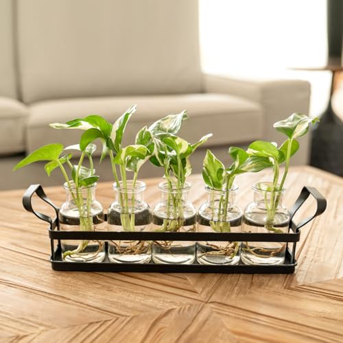 Mkono Propagation Stations, 5 Jars Desktop Glass Plant Terrarium with Stand - size: Large