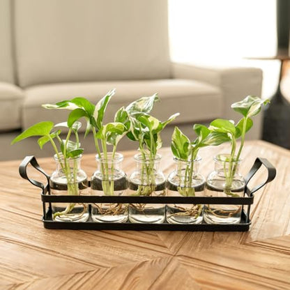 Mkono Propagation Stations, 5 Jars Desktop Glass Plant Terrarium with Stand - size: Large