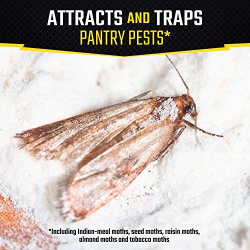 Black Flag Pantry Pest Trap 2 Count, Insect Traps, 1 Pack - size: 2 Count (Pack of 1)