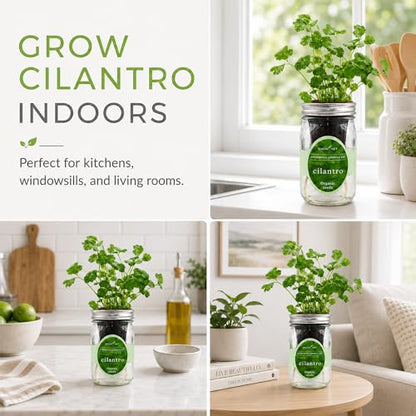 Hydroponic Herb Growing Kit, Self-Watering Mason Jar Window Herb Garden Starter Kit Indoor, Grow Your Own Herbs from Organic Seeds (Cilantro) - color: Cilantro