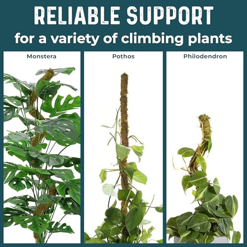 2pcs 42'' Real Forest Moss Pole Monstera Plant Support -Moisture Retaining - size: 2-Pack (42 in)