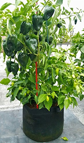 Enroot RootEase Garden Planting Fabric Container, Heavy Duty Durable Fabric Grow Pots, Perfect Harvest Planter, Raised Bed Gardening, Eco-Friendly Grow Bags - 3 Pack (7 Gallon, Black) - color: Black